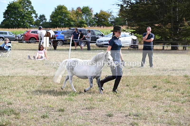WJ6_7063 - Class 21 Shetland & Mini Horses