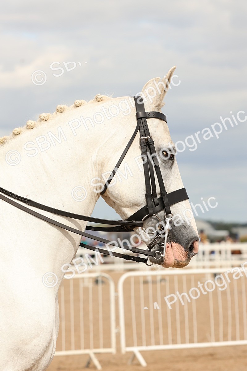 SBM_15892 - Class 216 - Best Side Saddle Horse-Pony