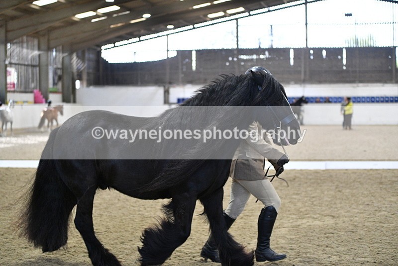 WJ5_4270 - Class 6 In hand M&M - Large Breeds