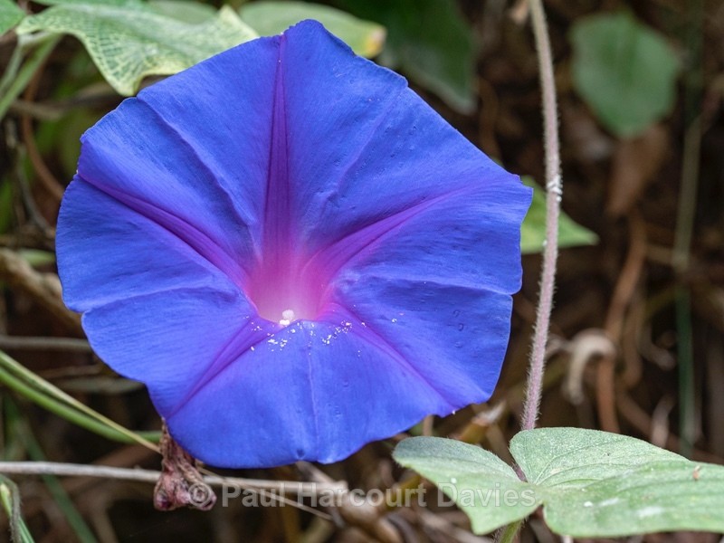 Morning glory (Ipomea purpurea) . - Flower Portraits