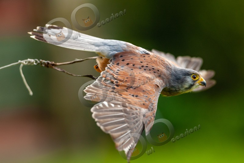 kestrel Falco tinunculu-5856 - BoP from around the world
