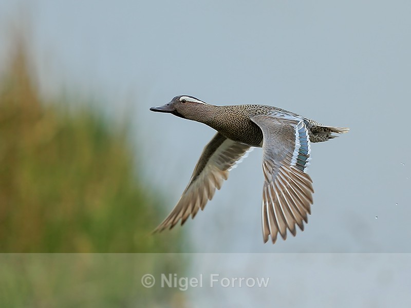 Garganey in flight, Stratfield Brake, Oxfordshire - Garganey