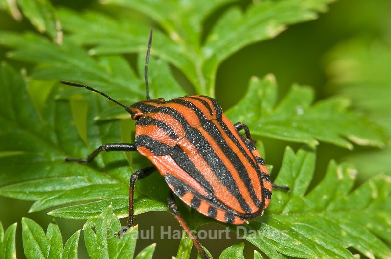  - Bugs: Macro insects