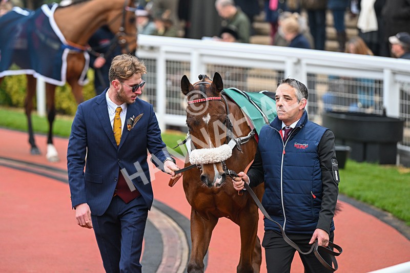 151124-Race 4-Paddock-Sweet David-7935 - Race 4