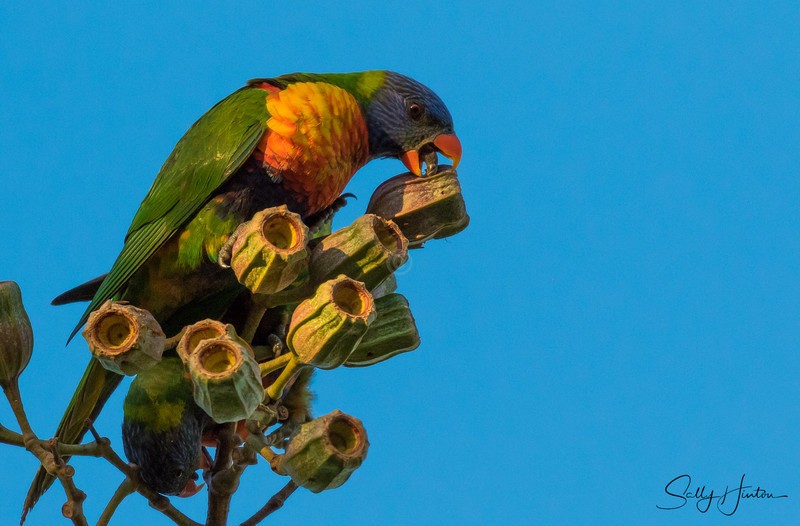 Lorikeet Gumnuts 1