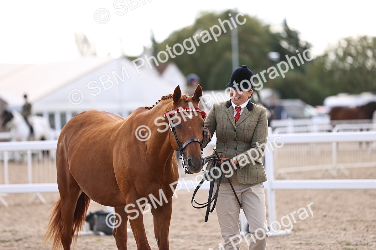 SBM_11553 - Class 407 - IH Hack-Riding Horse