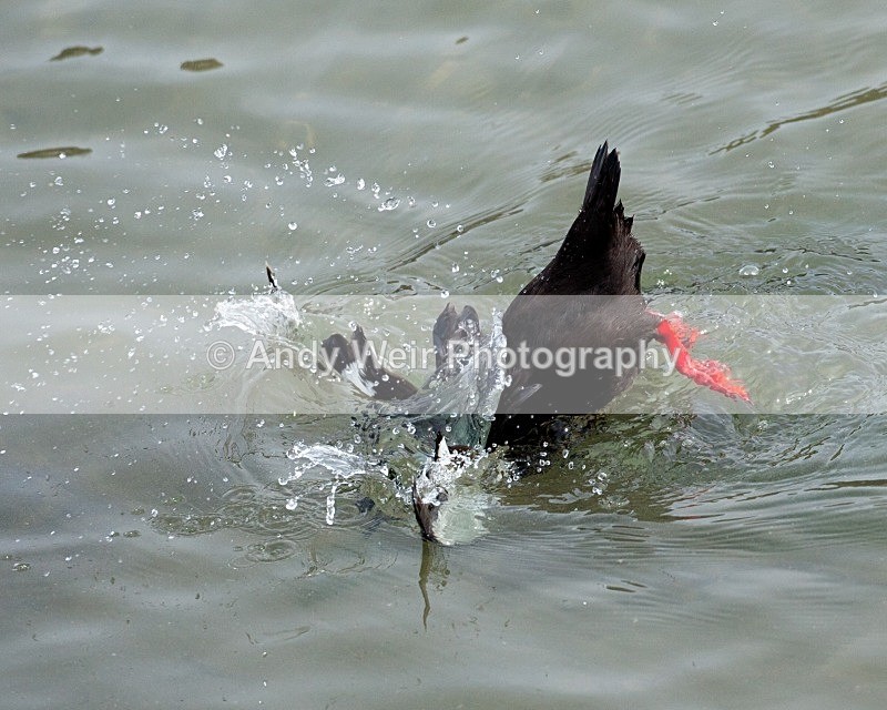 20110614-IMG_4635 - Guillemots