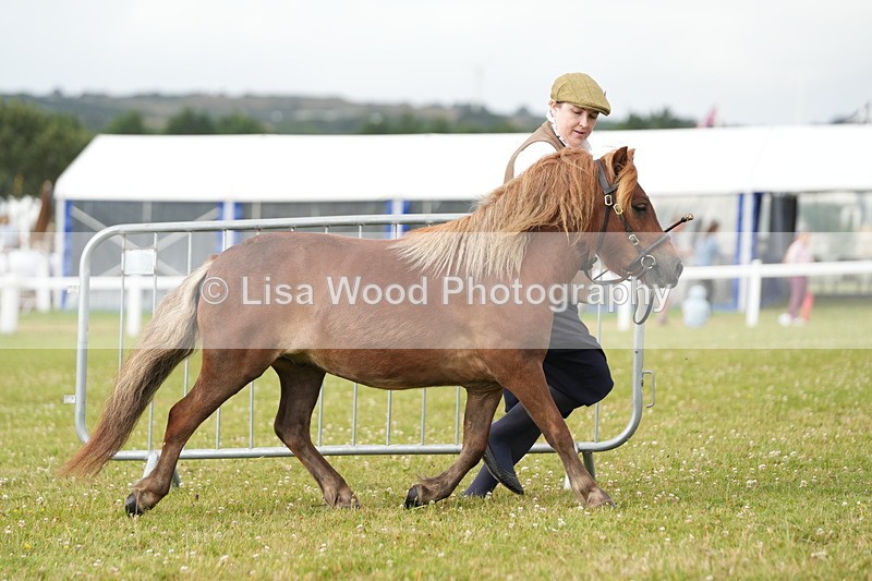 DSC04528 - Class 46: NPS Shetland Youngstock