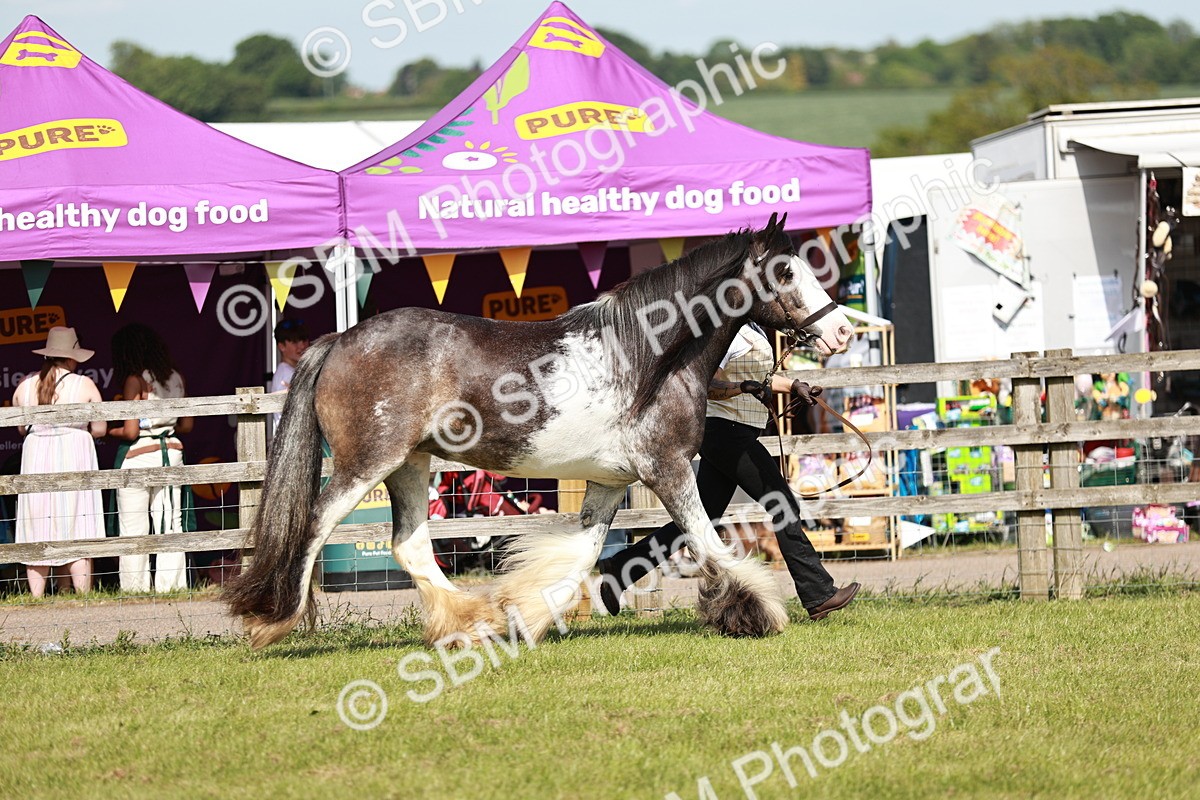SBM_08754 - Class 63-65 - Traditional Gypsy Cobs In Hand & Ridden