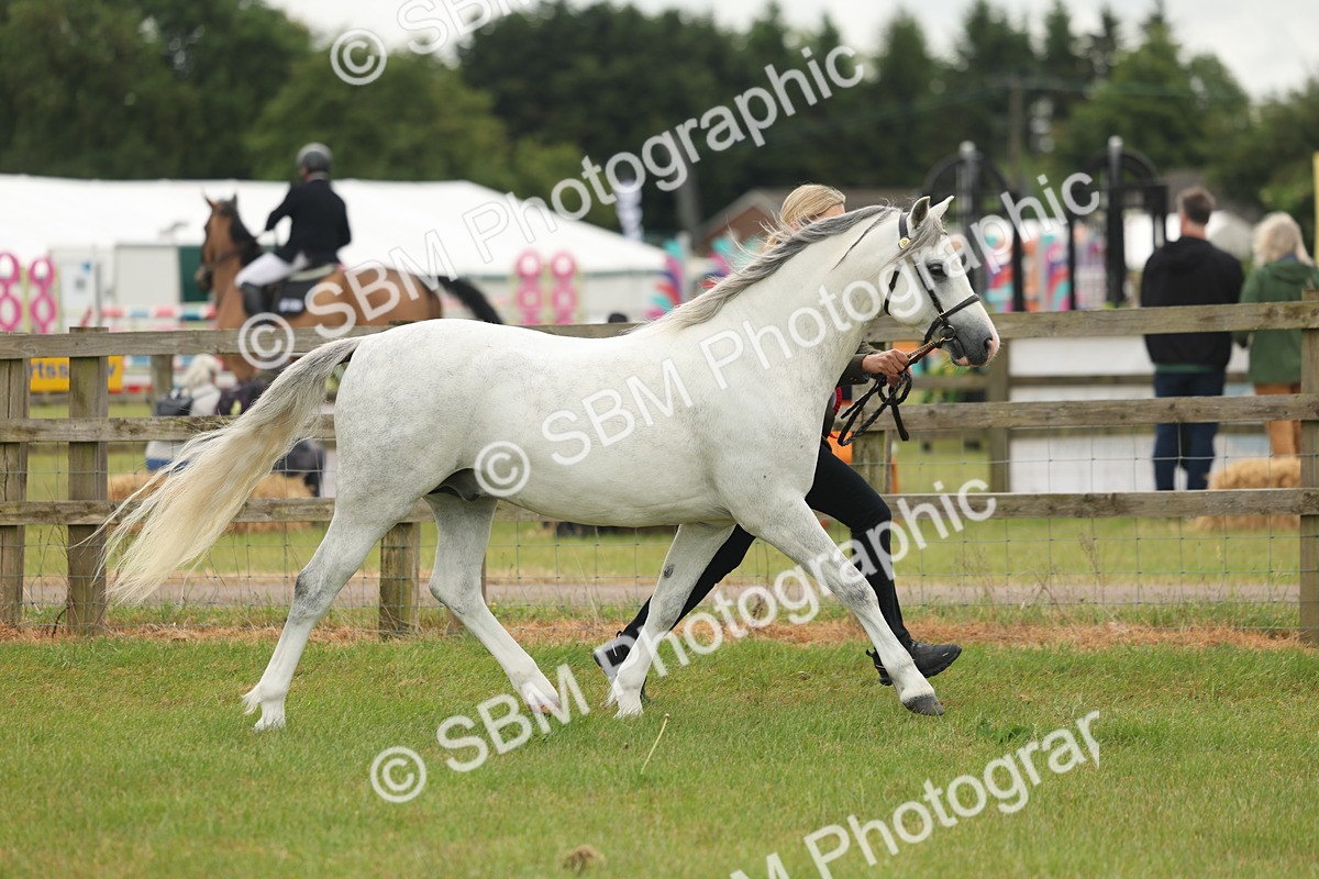 SBM_02284 - Class 50-57 - M&M Welsh Pony In Hand