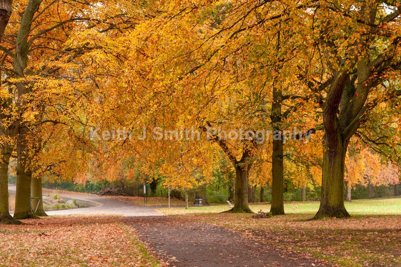 0SKJ0327 - Trees in Abington Park