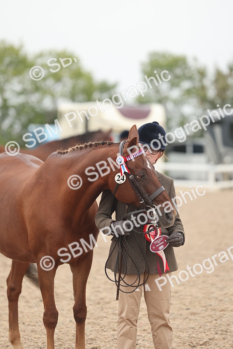 SBM_19891 - Class 318 - IH Part Bred Horse-Pony