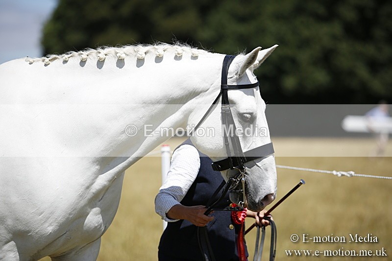 _C7A0084 - In Hand Championship BVRC Show 2018