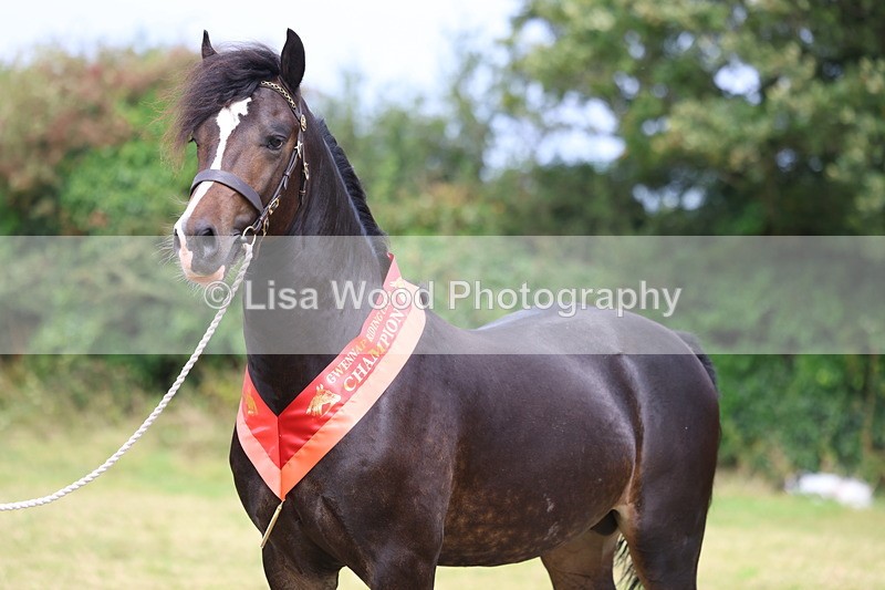 3E7A5767 - In Hand Championship