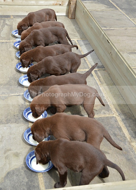  - Chocolate Labradors
