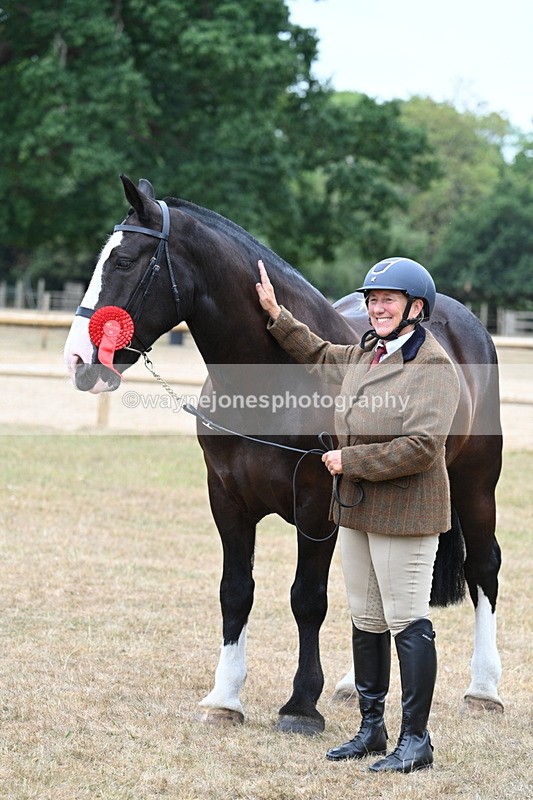 WJ7_0162 - Class 5a Most Handsome Gelding (above 14.2hh)