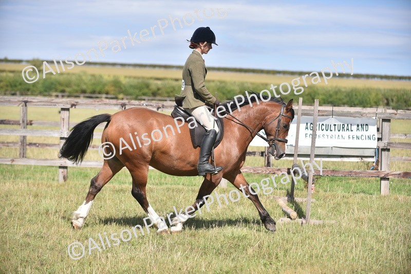 20260906-2661 - Class 12 - 14.2hh and Under
