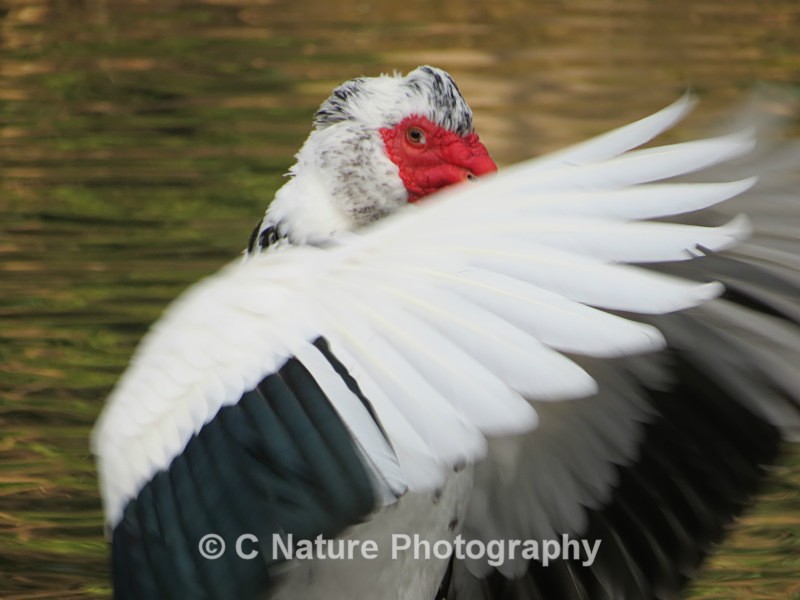 Muscovy In Motion - Birds