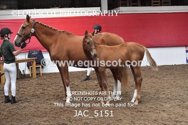 JAC_5151 - 9 Zinzipan