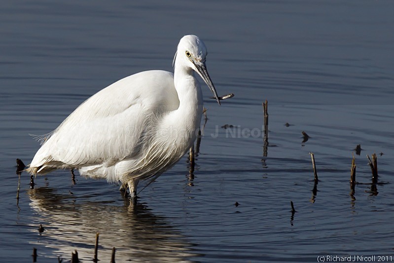 Little Egret (Egretta garzetta) fishing - LRPS Panel