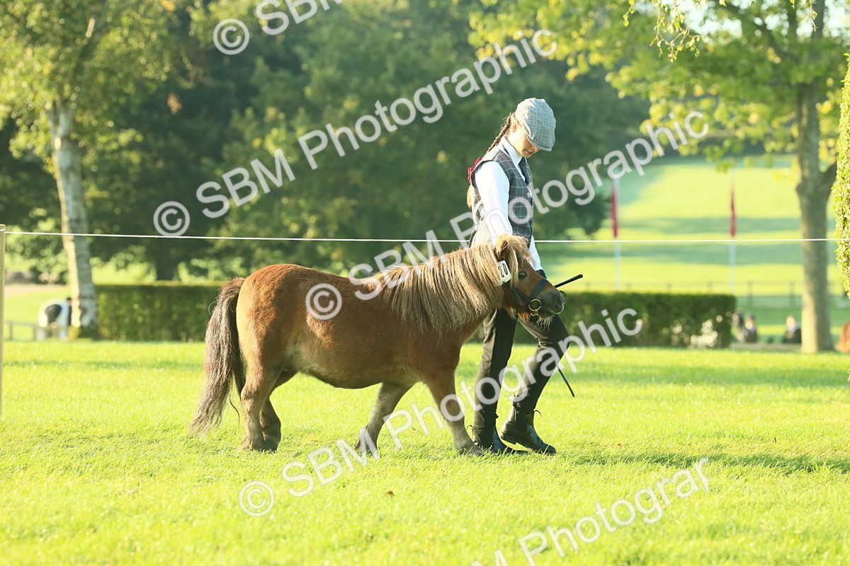 SBM_57277 - S37 - Starters In Hand Showing
