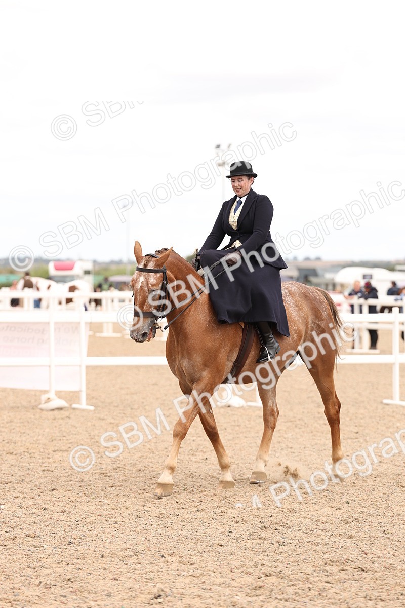 SBM_16416 - Class 211 - Best Side Saddle Horse - Pony