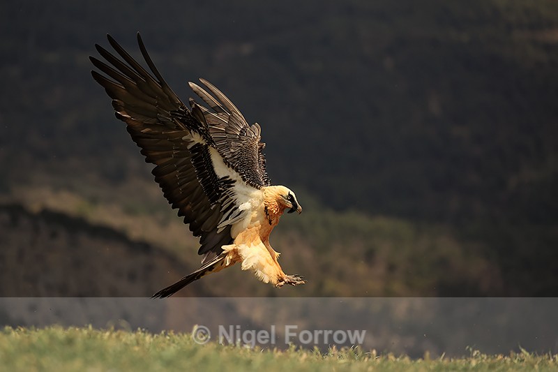 Lammergeier prepares to land side view, Pre-Pyrenees, Catalonia, Spain - Lammergeier
