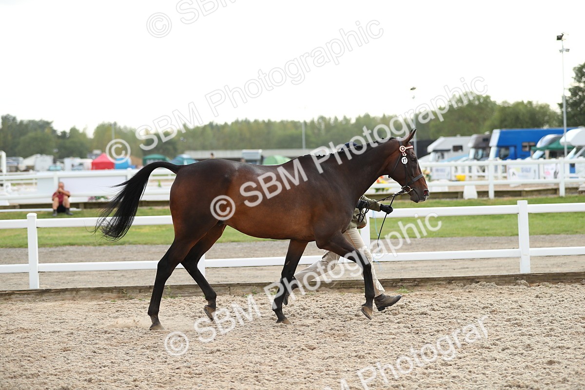 SBM_08521 - Class 28 - IH Veteran Horse