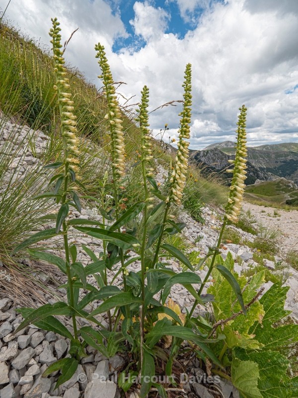 Apennine Foxglove (Digitalis lutea subsp. australis, syn. D.micrantha) - Wild Flowers 2020