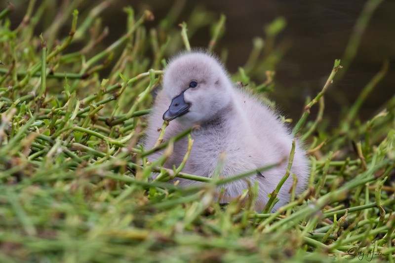 Cygnets 4