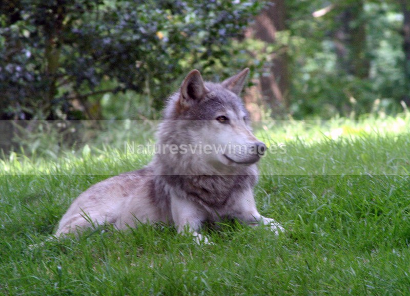 Wolf - Wildlife