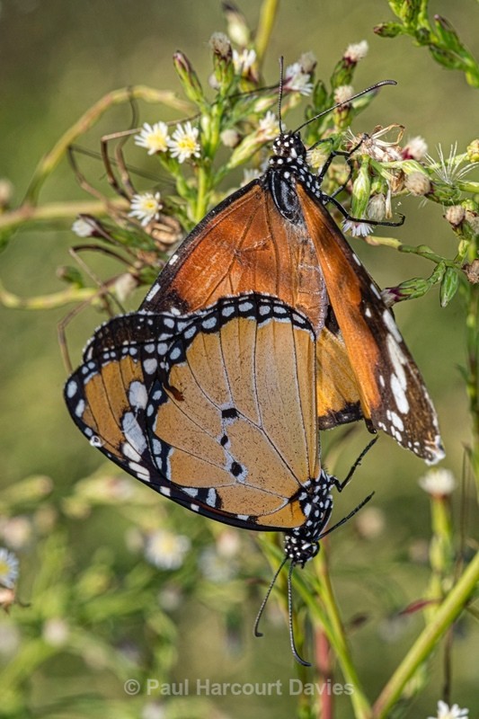 Plain tiger (Danaus chrysippus) - Insects, Spiders and other Animals