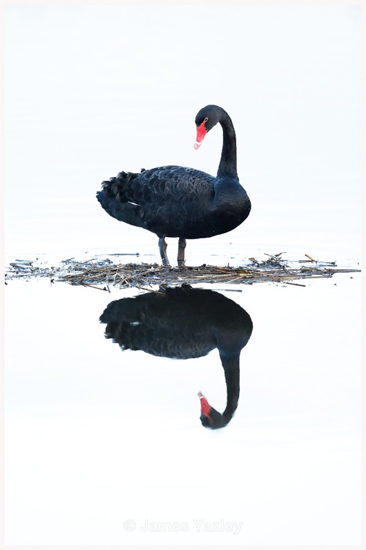Black Swan Reflection  - Latest Work