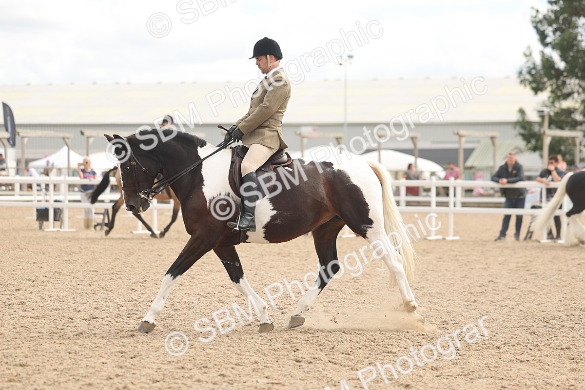 SBM_14765 - Class 308 - Ridden Coloured Horse