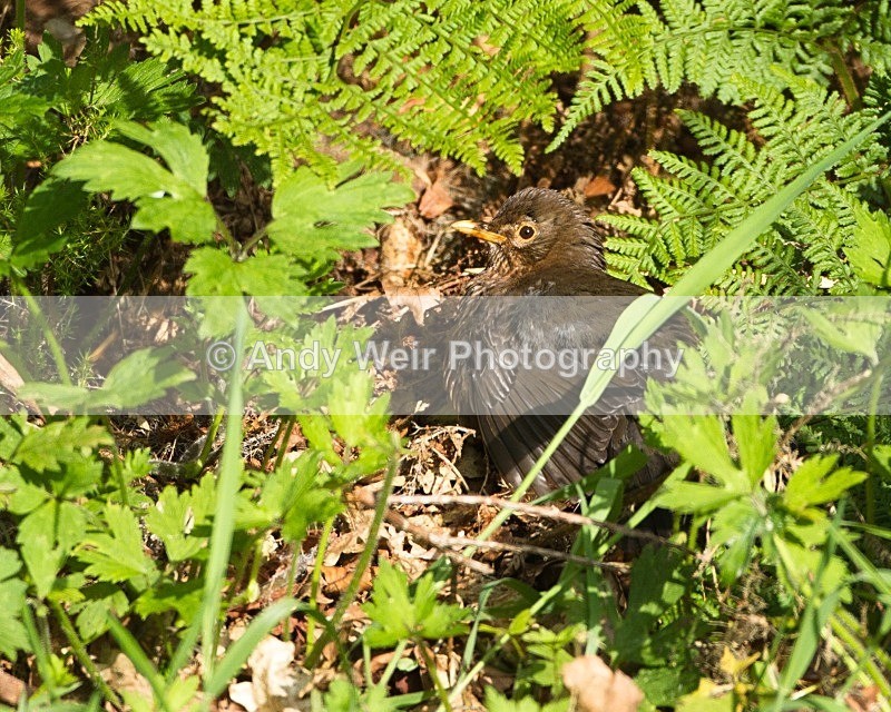 20110615-IMG_5884 - Thrushes
