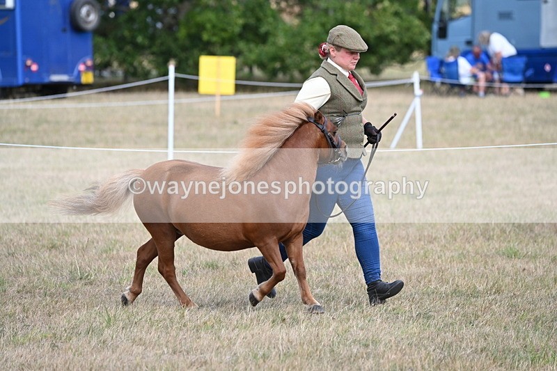 WJ6_6861 - Class 21 Shetland & Mini Horses