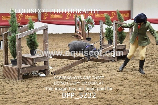 BPP_5232 - CLASS 5 HORSE AND HOUND