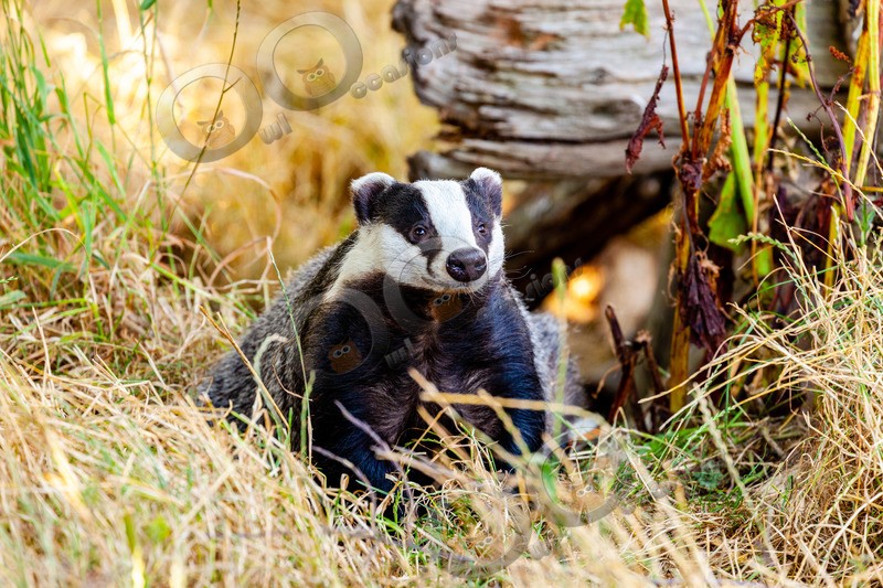 badger Meles meles-8775 - UK Wildlife