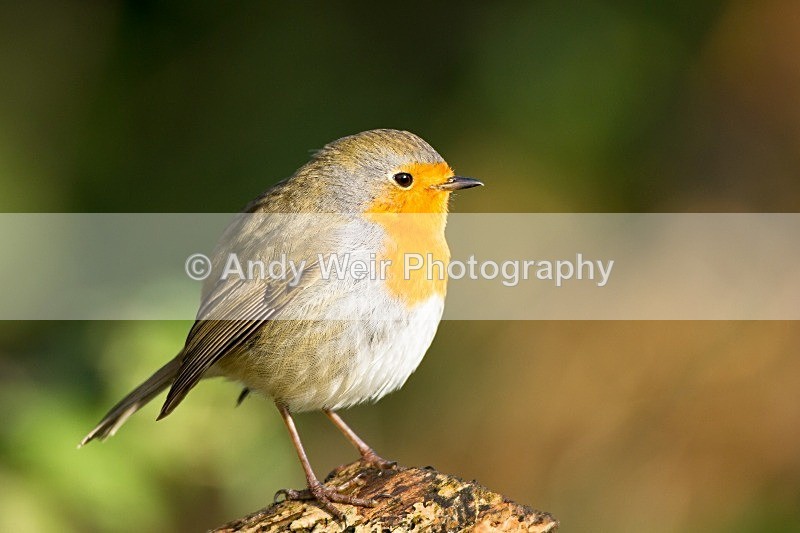 20121110-_MG_1267 - Robin