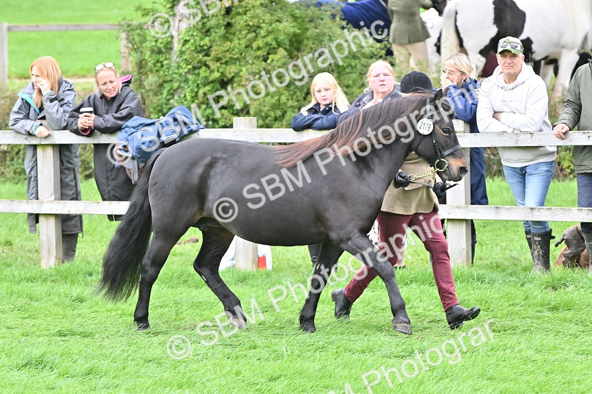 SBM_60974 - S48 - Mountain & Moorland In Hand Small Breeds