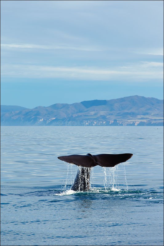 Whale Watching in Kaikoura - Photographs of New Zealand