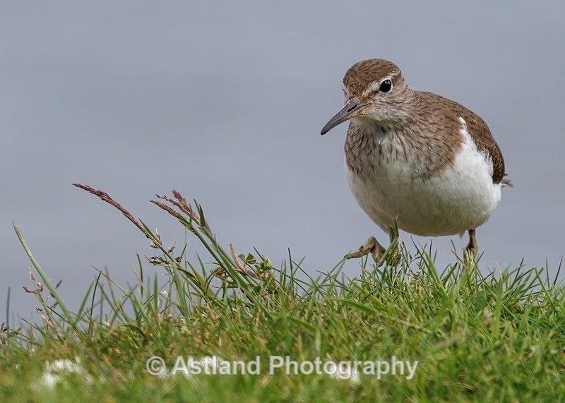 Common Sandpiper - Latest Images