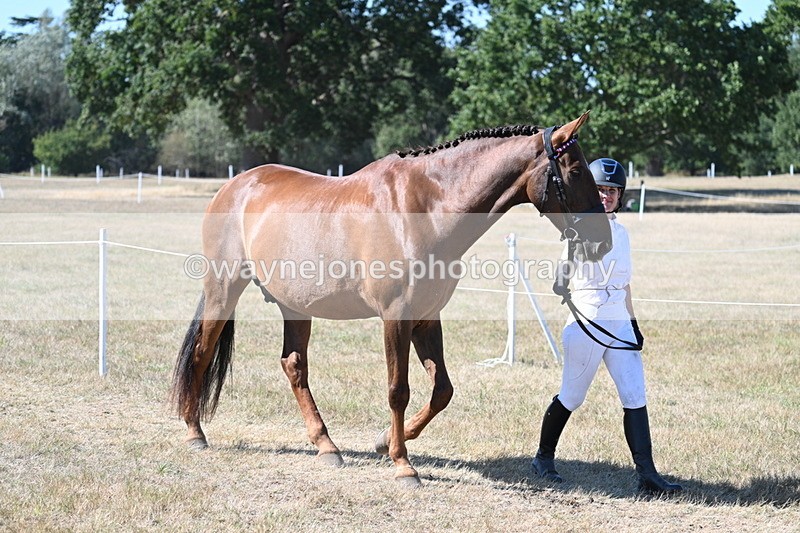 WJ7_1735 - Class 42 Most Handsome Gelding