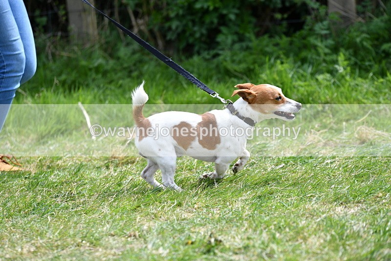 WJ5_0343 - Class 7 Best Terrier