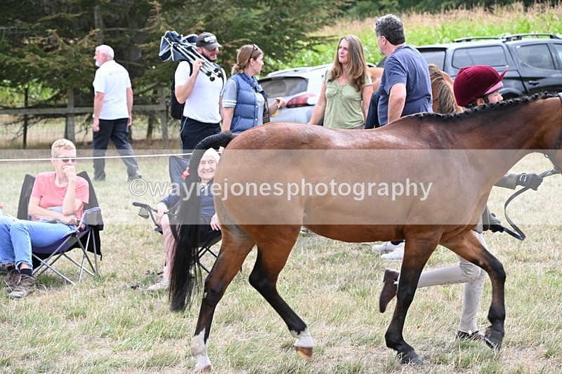 WJ6_5911 - Class 19 In-hand Veterans (Uploaded correct folder)