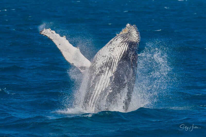 0A3A4503 - 2024 Hervey Bay Whales