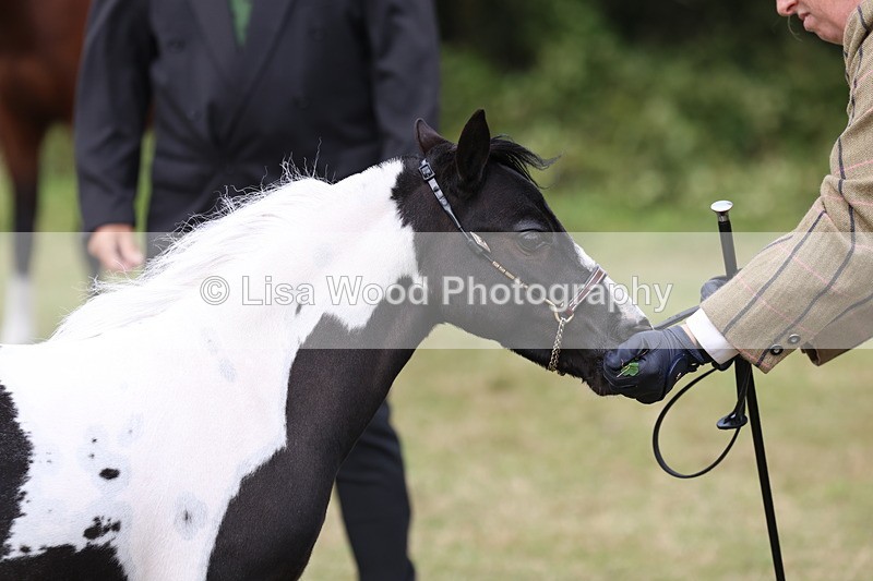 3E7A4220 - Class 15: Two Year Olds