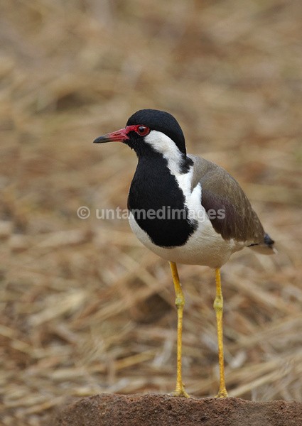 Blacksmith Plover - Botswana