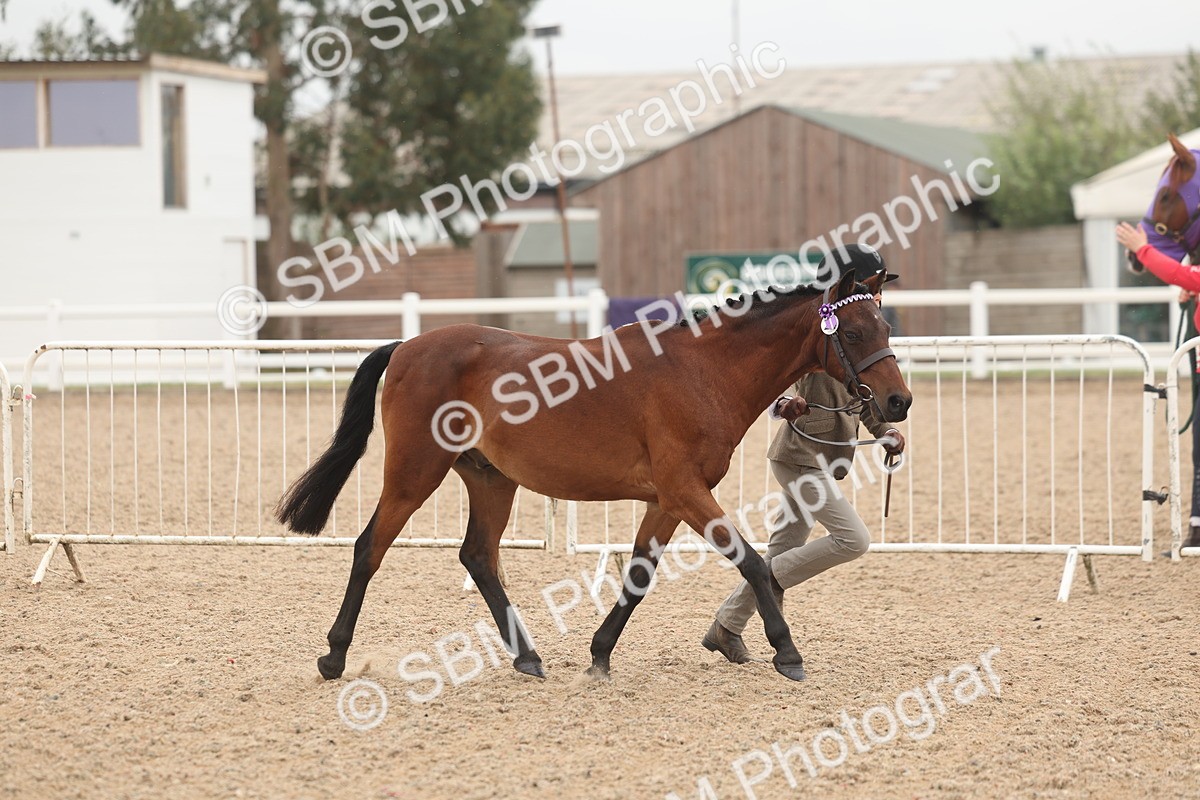 SBM_00508 - Class 13 Young Handler