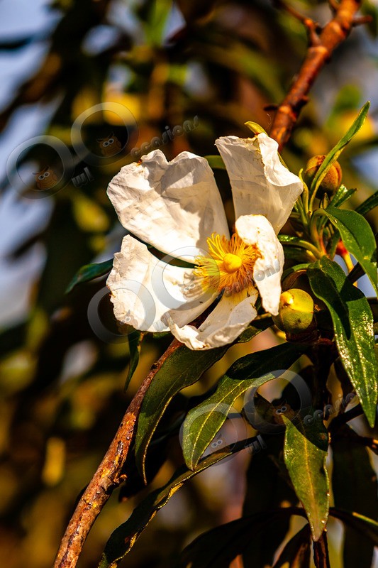 rock rose cistus-1432 - Plants and trees
